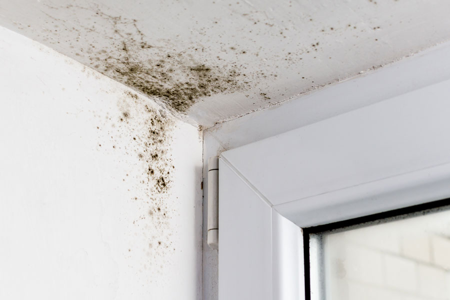 Mold Home After Flood