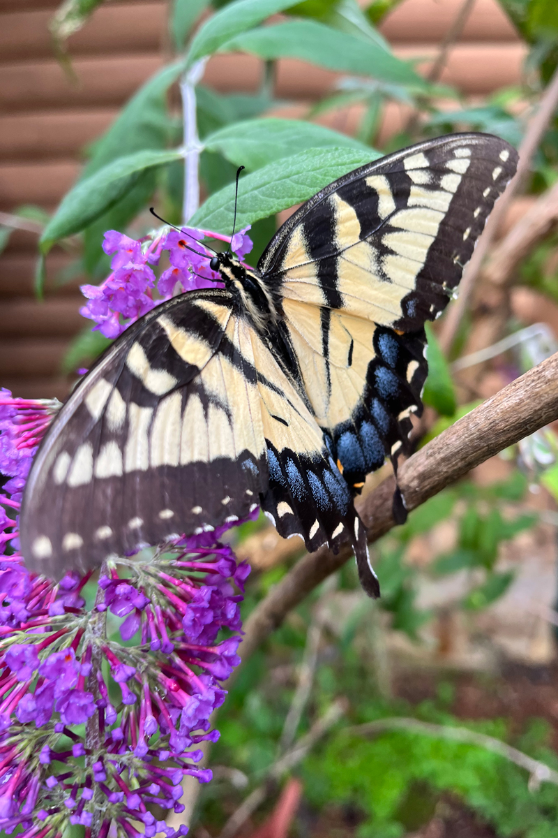 James Mogg 2022 Butterfly Beauty