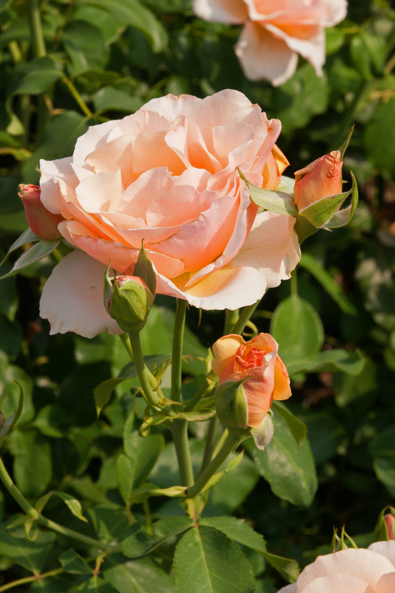 Mother of Pearl Rose