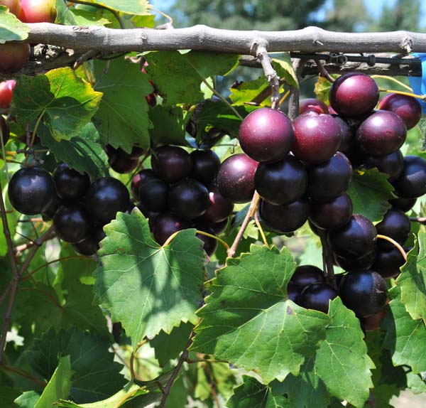 Muscadines
