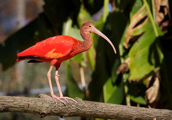 Scarlet ibis