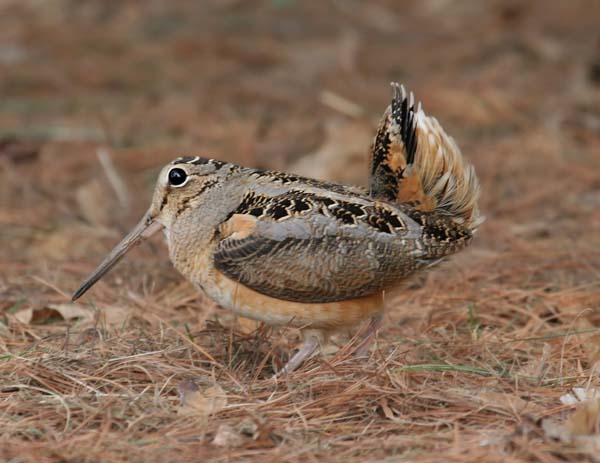 Woodcock
