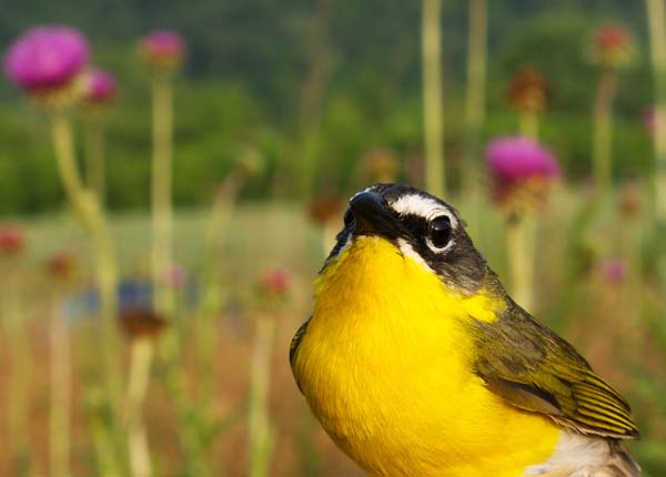  Yellow breasted chat