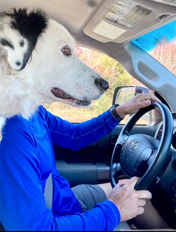 Callie the Border Collie Mix 