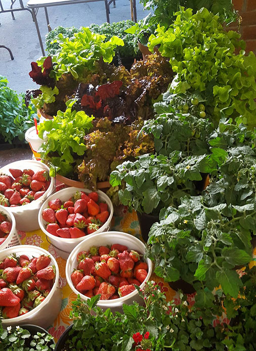 New Bern Farmers Market