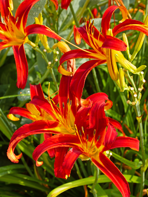 Nona's Garnet Spider Daylily