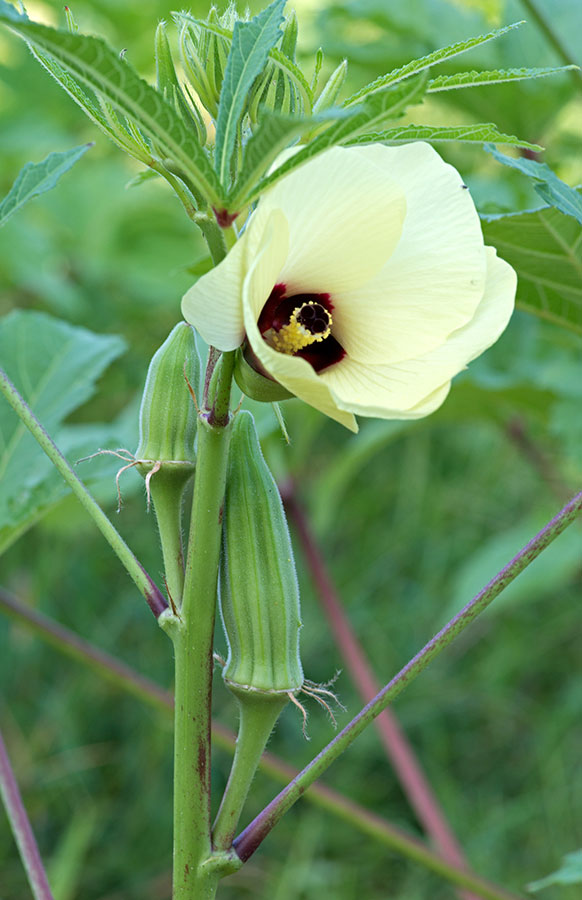 Okra Remove