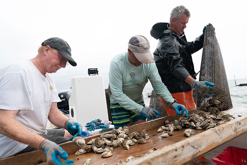 Oyster culling