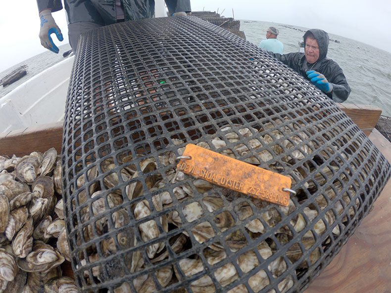 Oyster haul