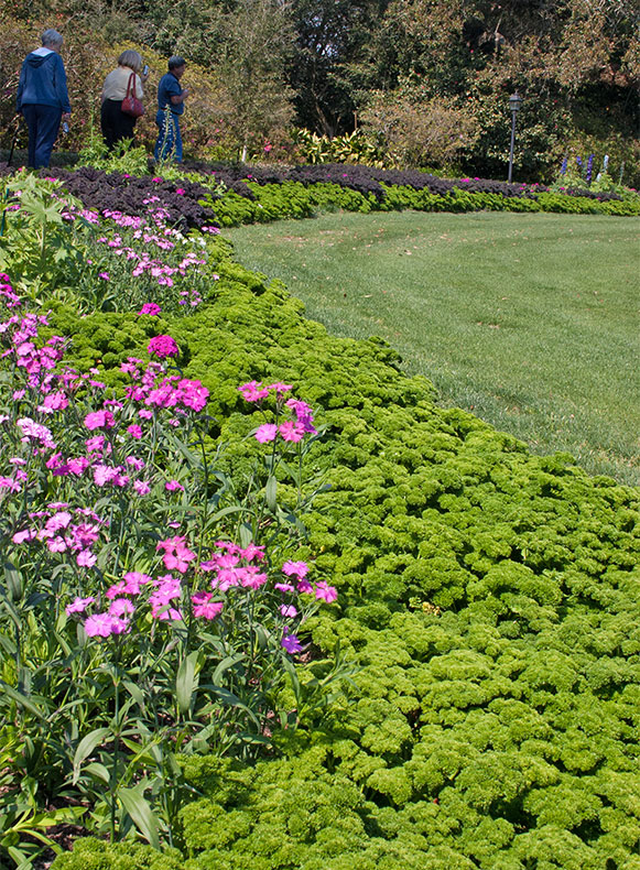 Parsley Border