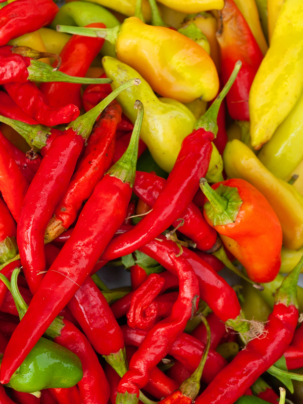 Pepper Harvest