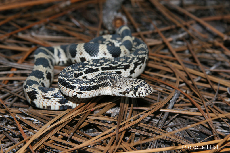 Pine Snake