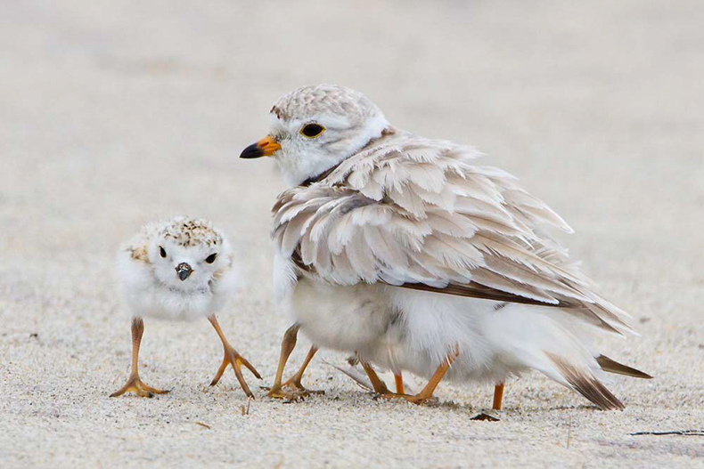 Piping Plover