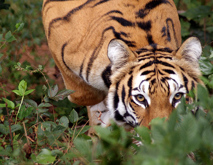 Pittsboro Tiger Tasha