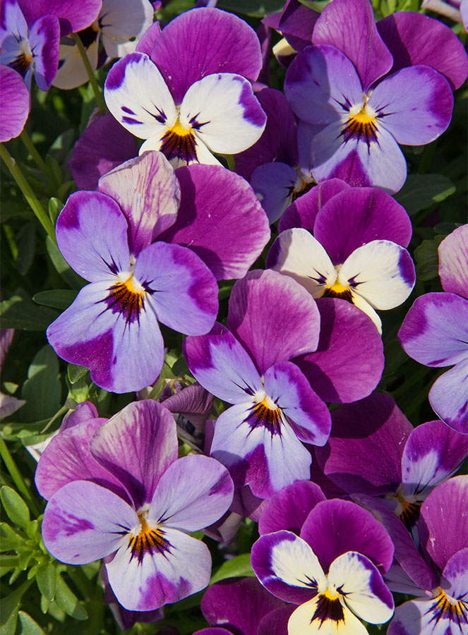 Pansies