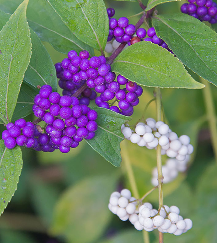 Beautyberries