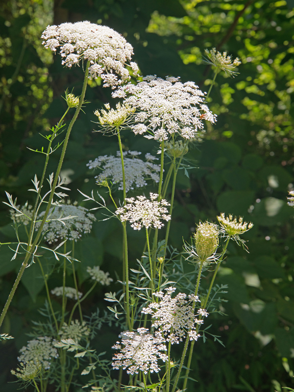 Queen Annes Lace