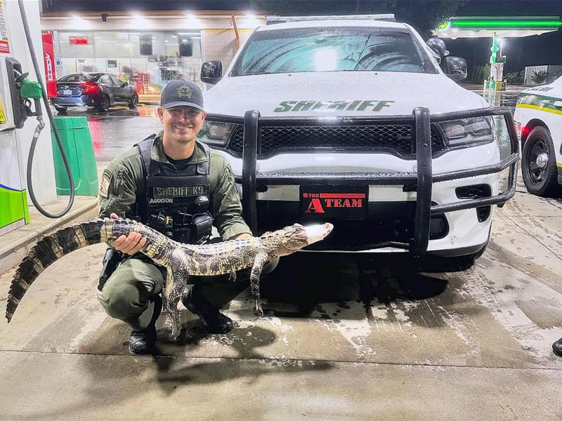 The Rowan County Sheriff’s Office worked with other agents and the NC Wildlife Resources Commission to remove an alligator from a road in Spencer. 