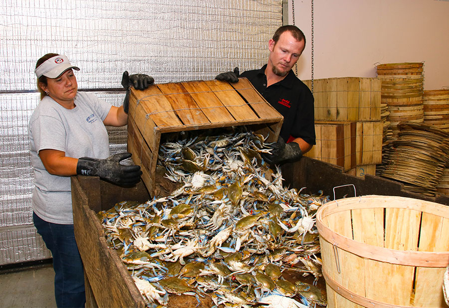 Dumping blue crabs
