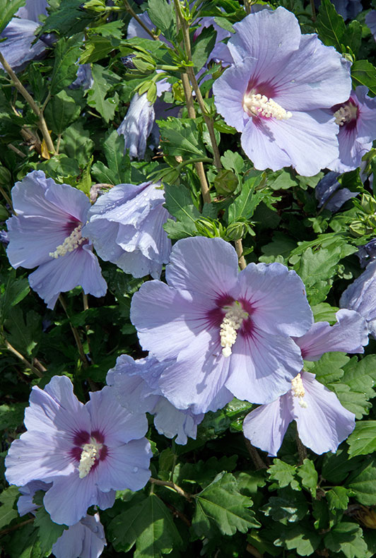 Rose of Sharon