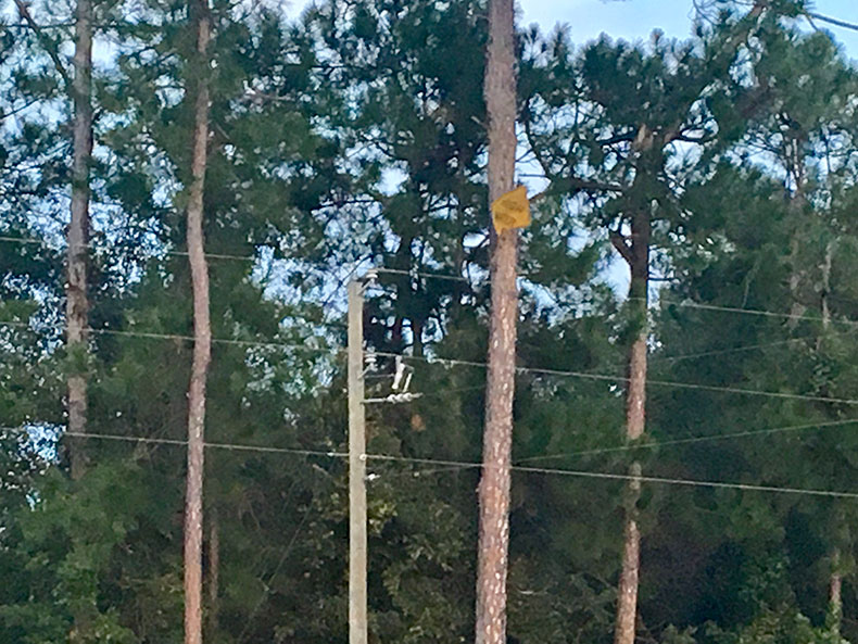 Sign blown into tree