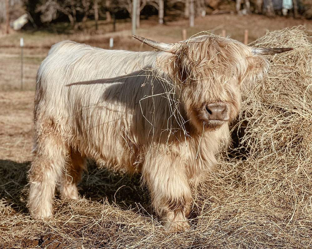 Sarah Hummel - The Highlands of Happy Dash Farm