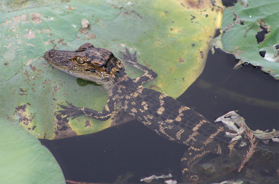 Sobek alligator hatchling