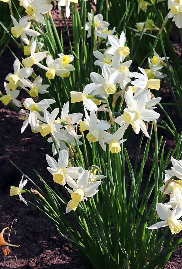 Daffodils on parade