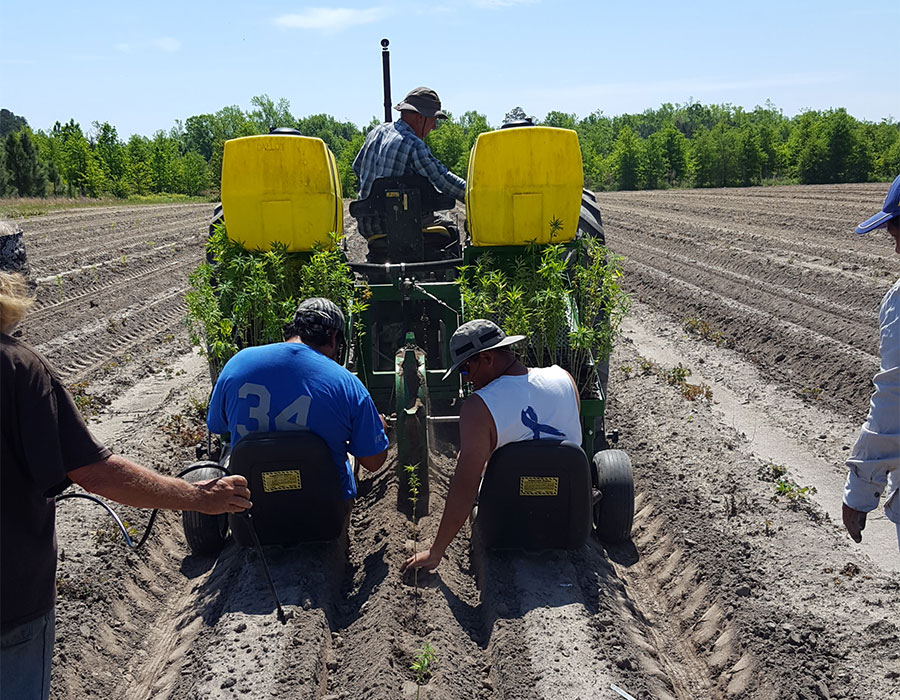 Spring planting Lazy Gator Kinston
