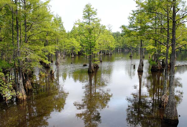 Carvers Creek