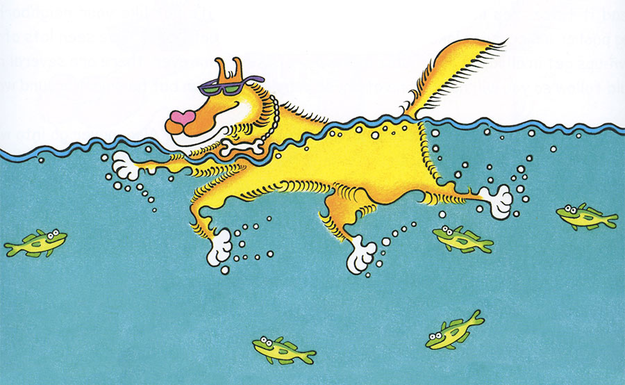 SurfDogs swim