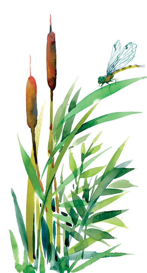 Swimming Spot Cattails 