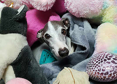 Simon the Italian Greyhound 