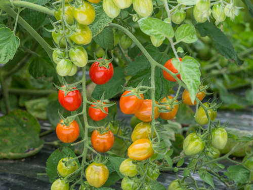 Celano Tomato