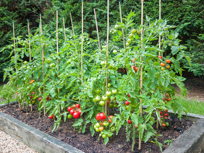 Tomato Garden