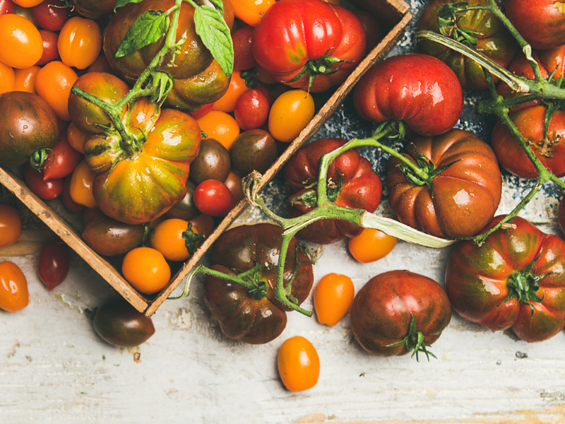 Tomato Variety