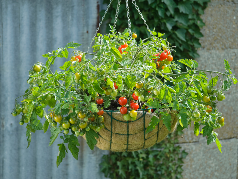 Lizzano Tomatoes