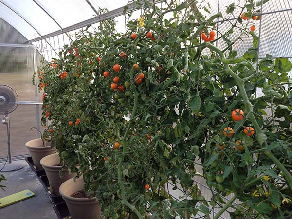 Tomatoes