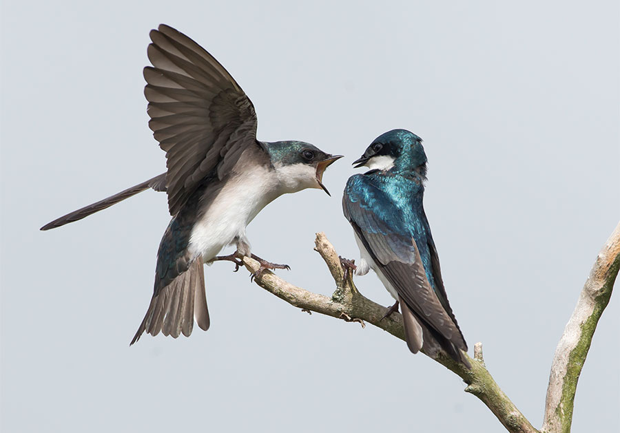Tree Swallows