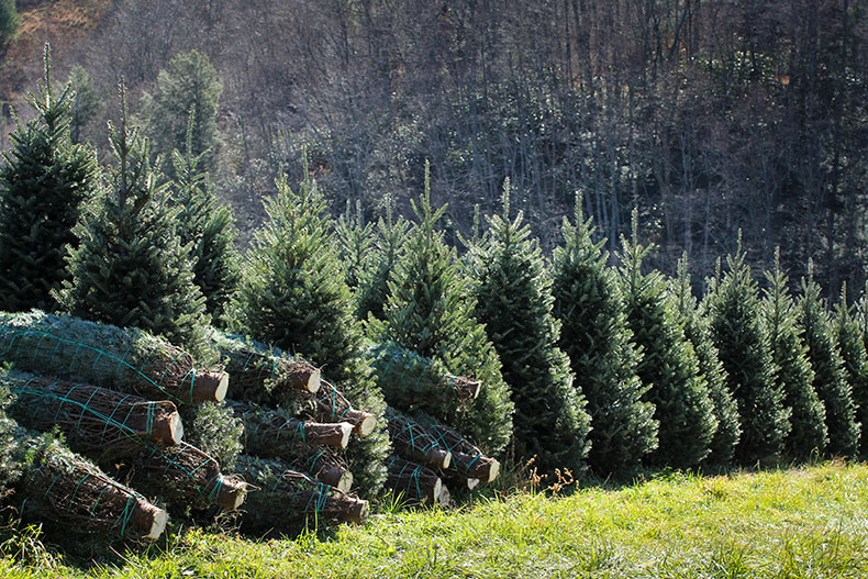 Fraser firs