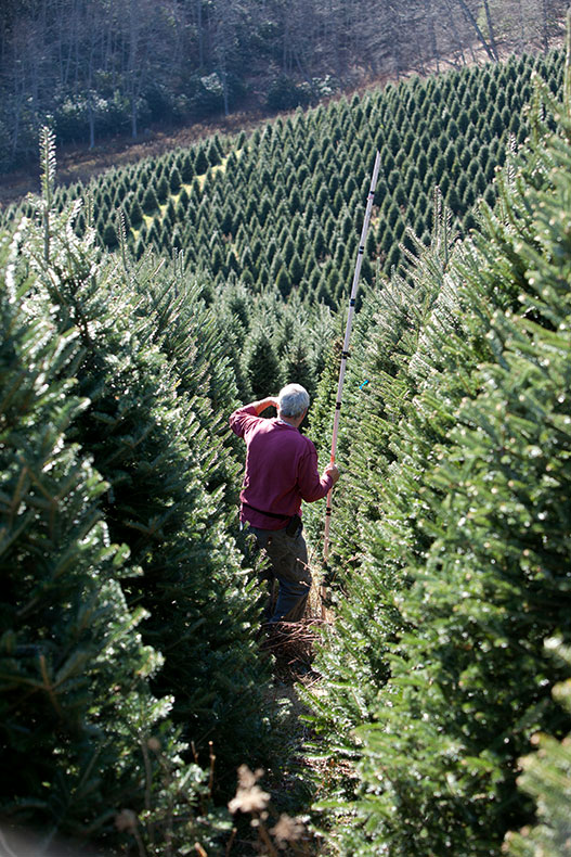 Choosing a fraser fir