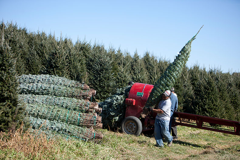 Choosing a fraser fir