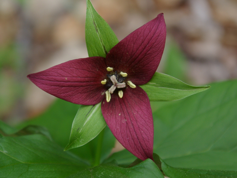 Trillium