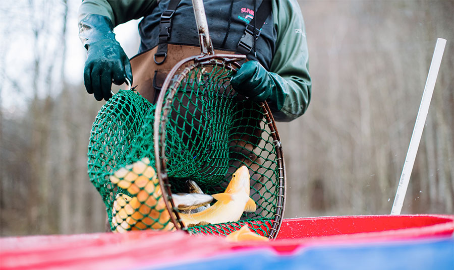 Golden Rainbow Trout