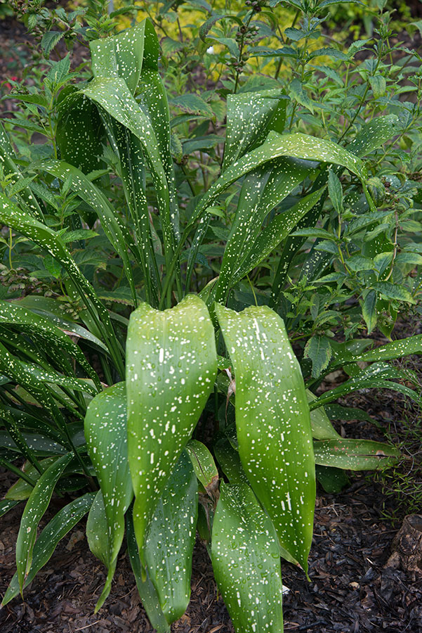 Variegated Cast Iron Plant