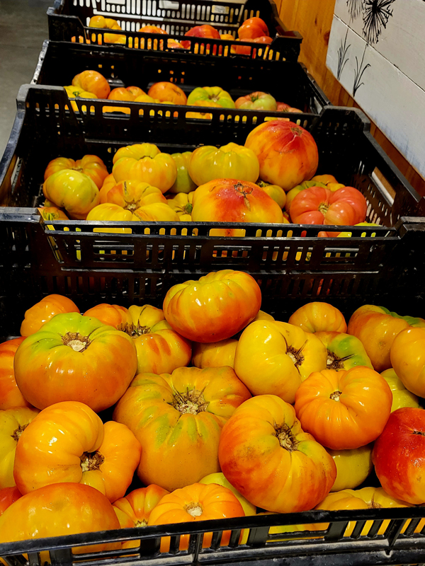 Tomatoes at Veterans Healing Farm