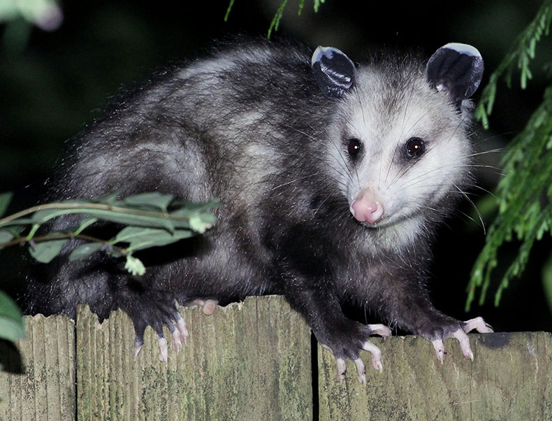 Virginia Opossum at Night
