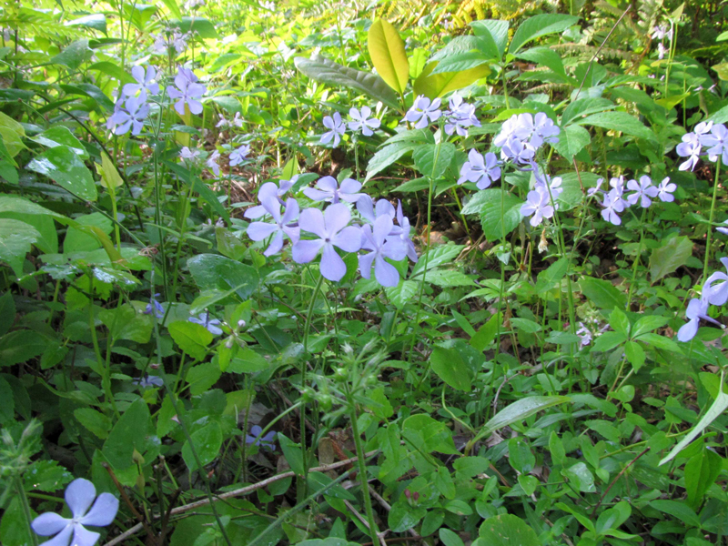 Wild Blue Phlox