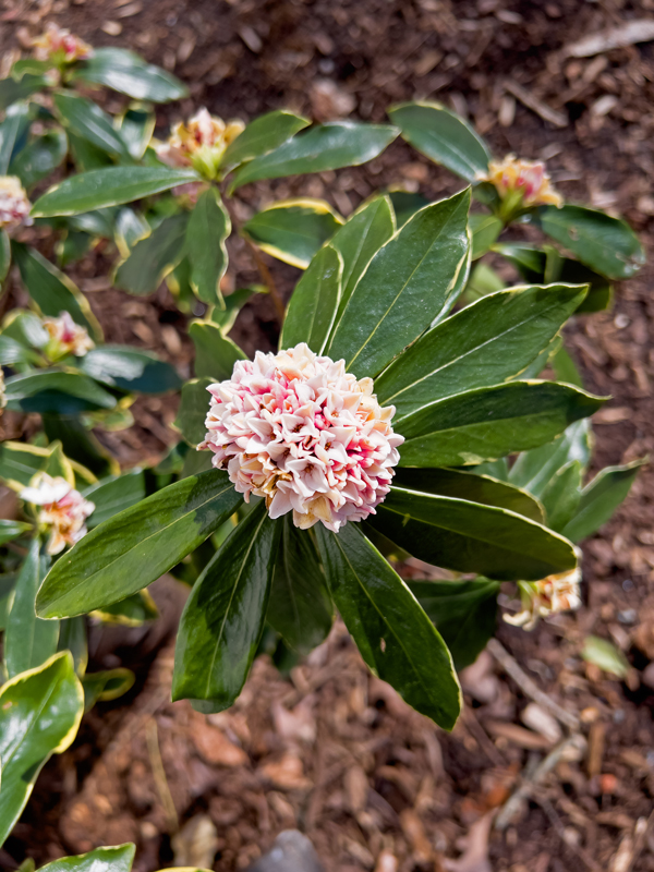 Winter Daphne is a Cold Weather Delight