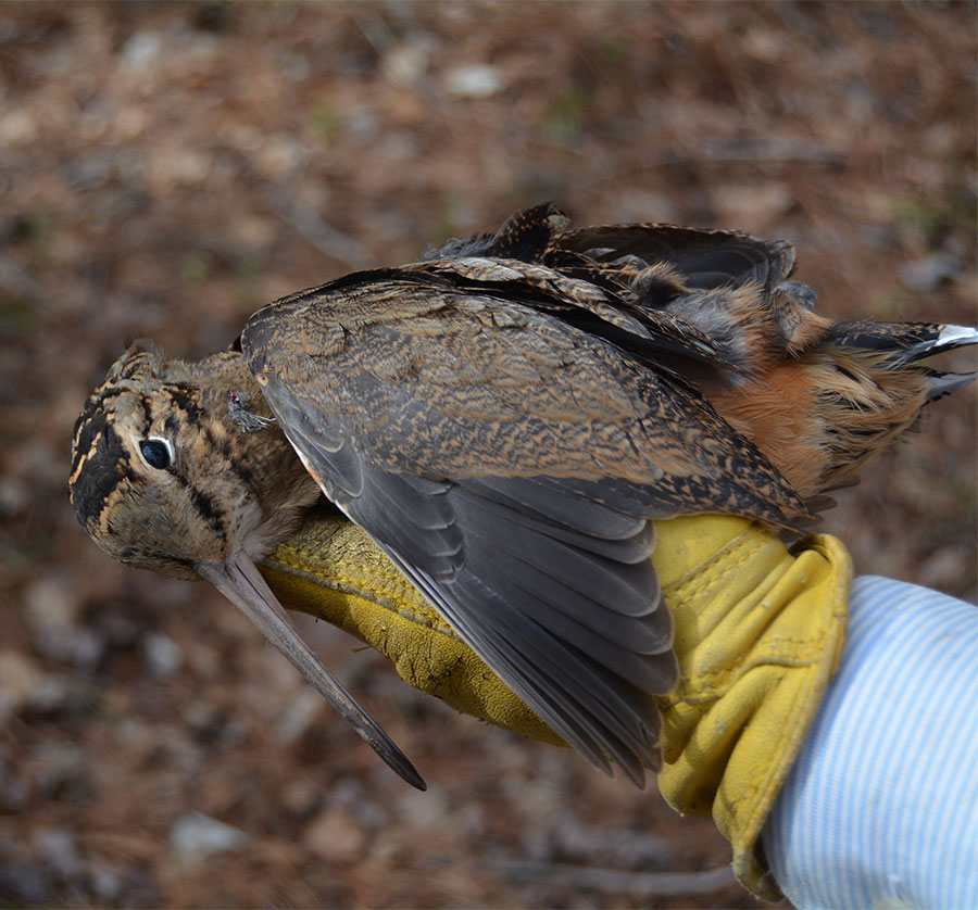 Woodcock
